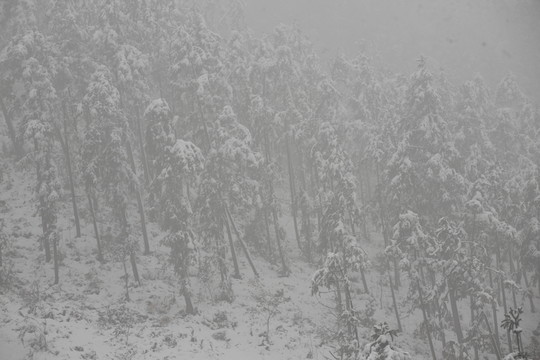 雪景
