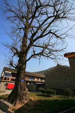 農(nóng)村