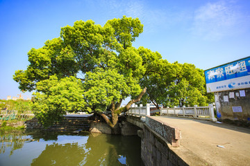 寧波,鄉(xiāng)村,農(nóng)村,城鎮(zhèn)