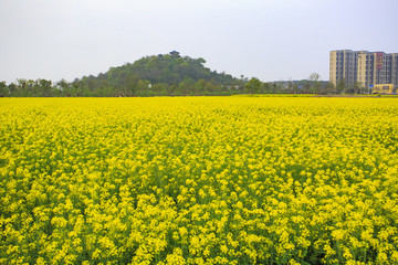 寧波,鄉(xiāng)村,農(nóng)村,城鎮(zhèn)