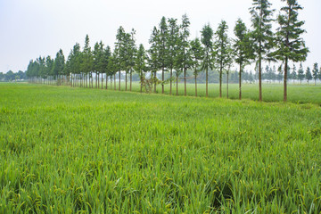 寧波,鄉(xiāng)村,農(nóng)村,城鎮(zhèn)