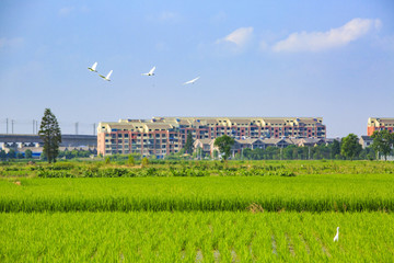 寧波,鄉(xiāng)村,農(nóng)村,城鎮(zhèn)