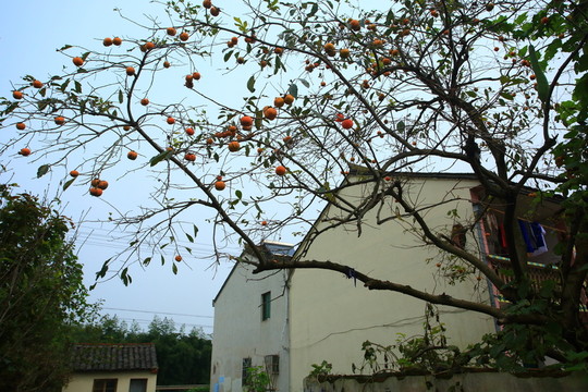 鄉(xiāng)村