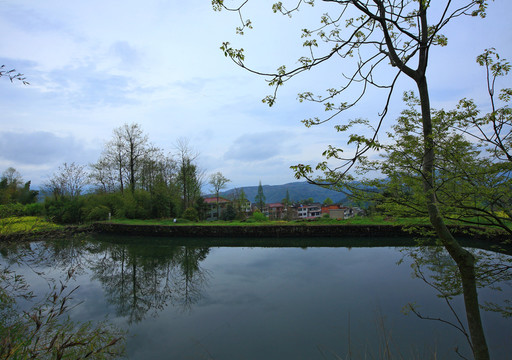 油菜田