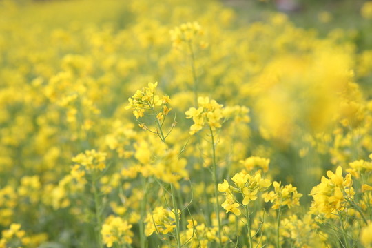 黃色小花