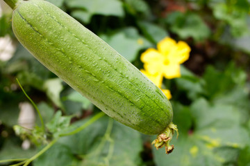 菜園絲瓜