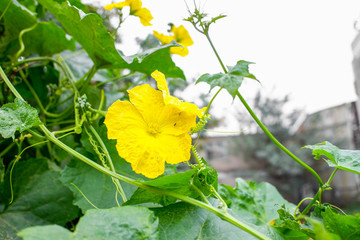 菜園絲瓜