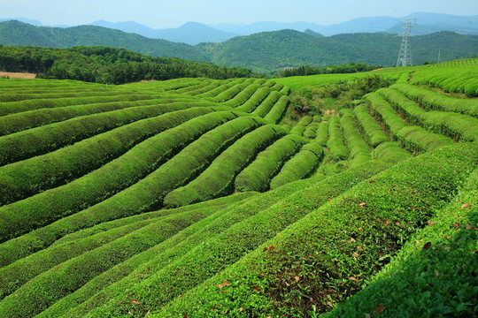 茶山