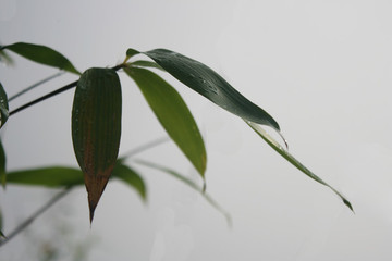 青竹葉