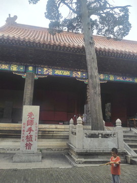 先師手植松