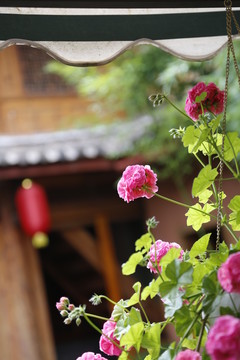 天竺葵