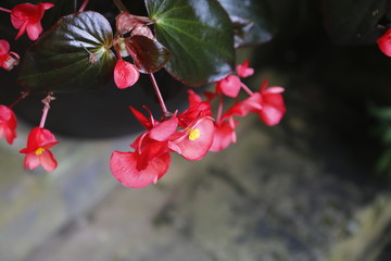 海棠花