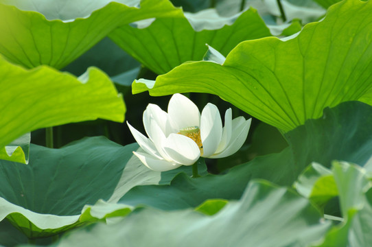 荷花