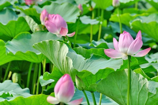 荷花