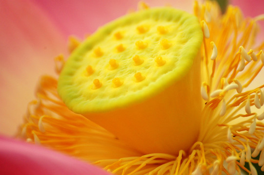 蓮花