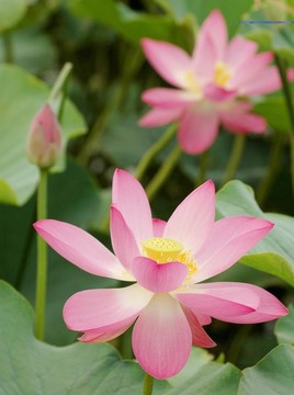 蓮花