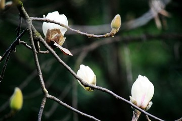 玉蘭花
