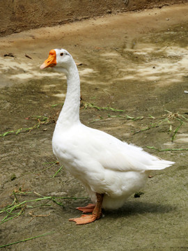 鵝