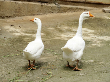 鵝