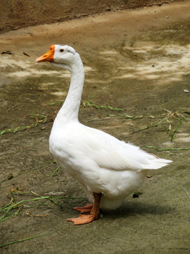 鵝