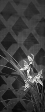 蘭博會,蘭花,展覽
