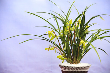 蘭博會(huì),蘭花,展覽