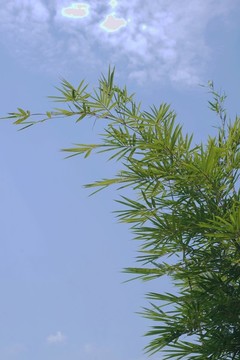 竹子