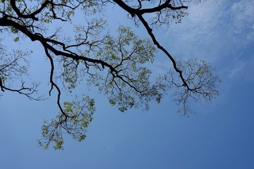 樹冠