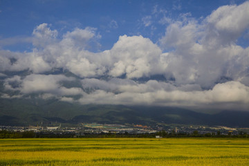 稻田