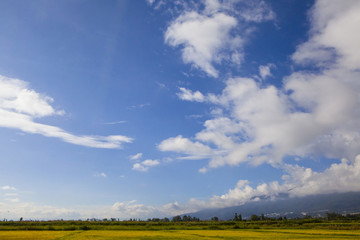 稻田