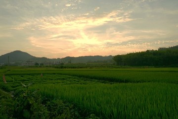 鄉(xiāng)村農(nóng)田
