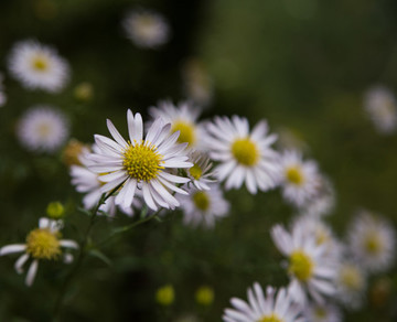 山菊花