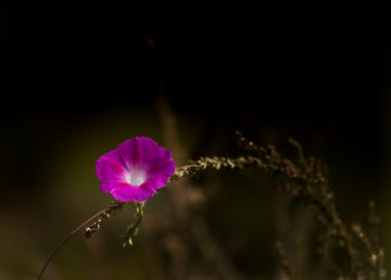 牽牛花