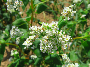 蕎麥花