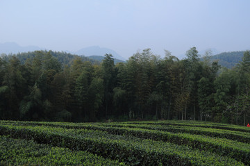 茶園