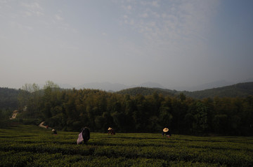 茶園