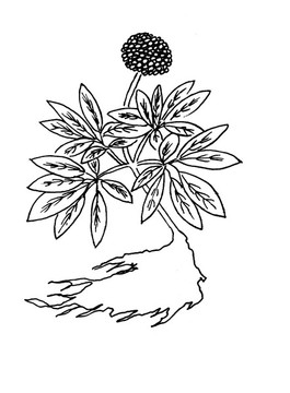 三七線稿