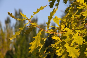 夏橡