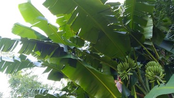 香蕉樹