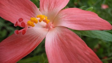 人參花