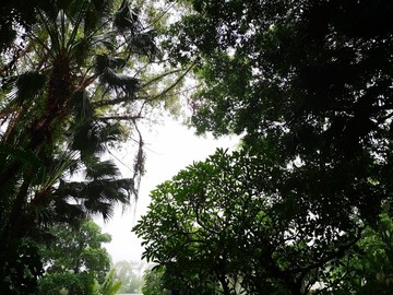 綠植