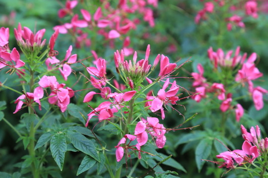 醉蝶花