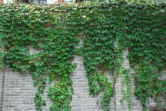 綠色植物墻