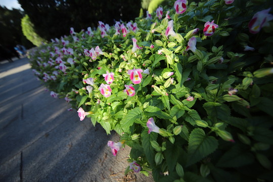 夏堇