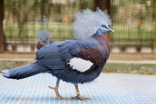 紫胸鳳冠鳩