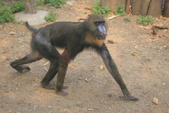 山魈