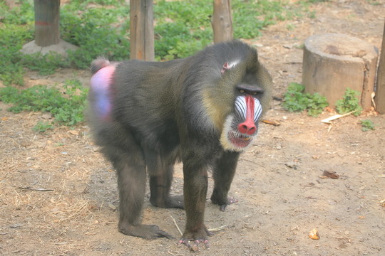 山魈