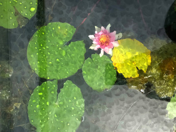 蓮花