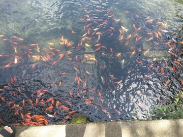 金魚