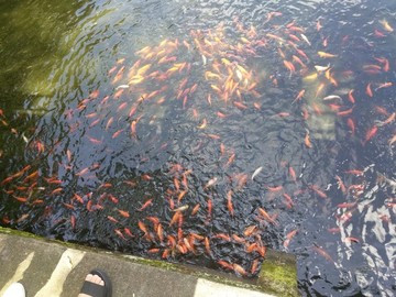 金魚